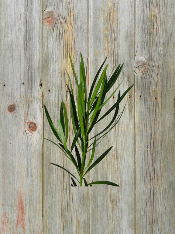 60/ PODOCARPUS